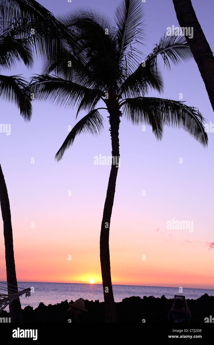 Palmiers au coucher du soleil, New York Banque D'Images