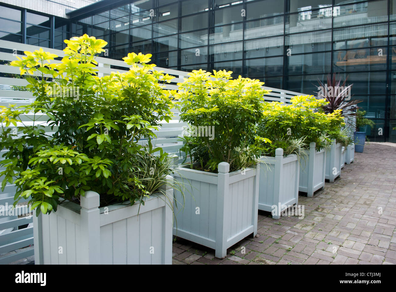 Rangée de carré en bois peint en blanc les semoirs avec végétation et d'arbustes plantés en eux au Musée de Londres Banque D'Images