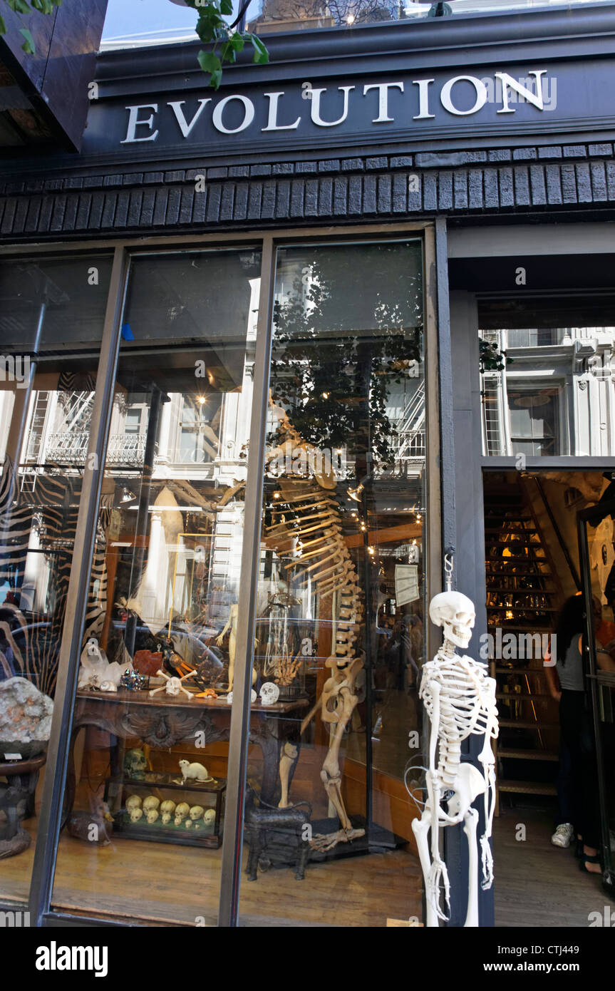 L'évolution en magasin Spring Street, Soho vend des crânes, squelettes , New York, USA, Banque D'Images