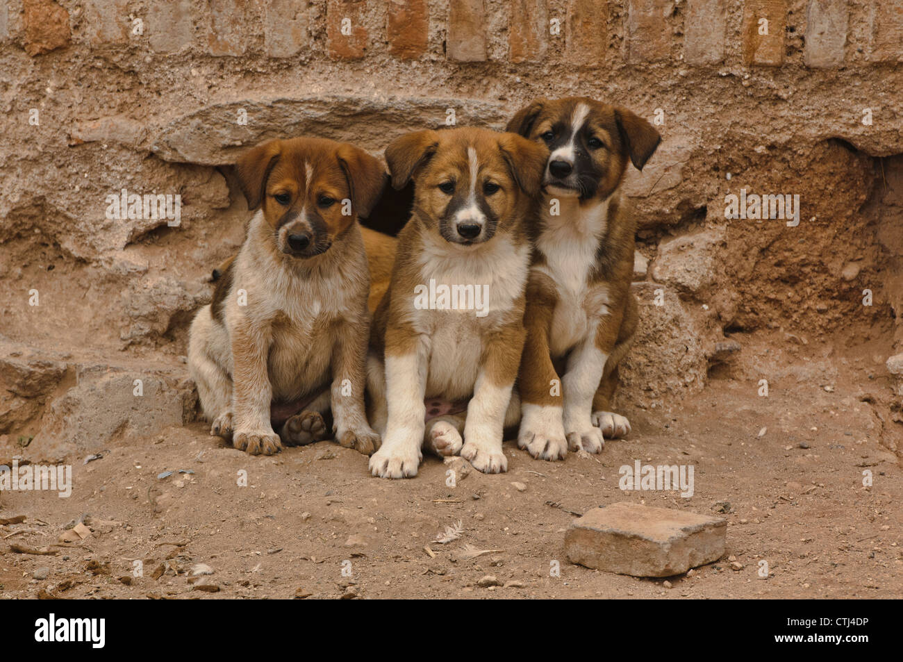 Incroyablement mignon aïdi (chien de montagne de l'Atlas) Chiots à  Marrakech, Maroc Photo Stock - Alamy