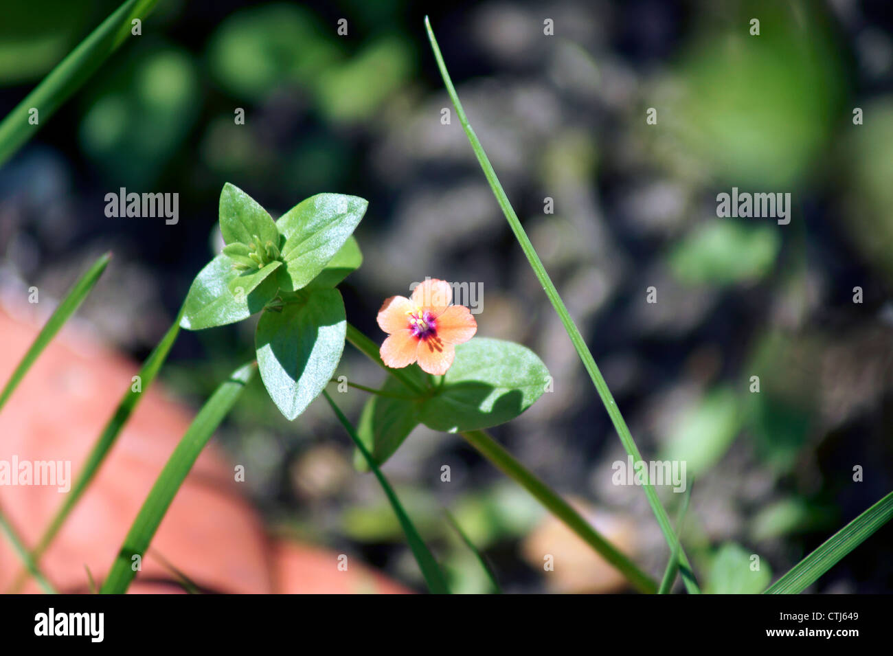 SCARLET PIMPERNEL Banque D'Images