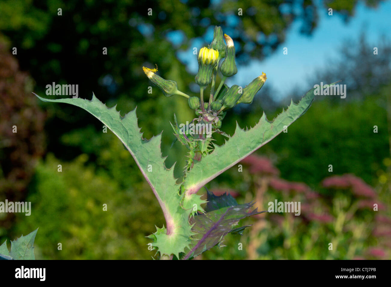 Le laiteron épineux Sonchus asper (Asteraceae) Banque D'Images