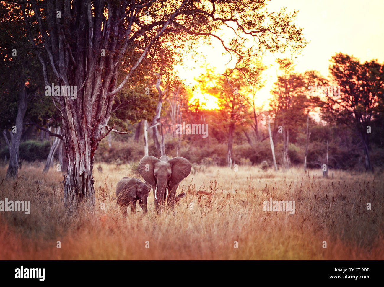 Au coucher du soleil de l'éléphant dans le parc national de luangwa en Zambie Banque D'Images