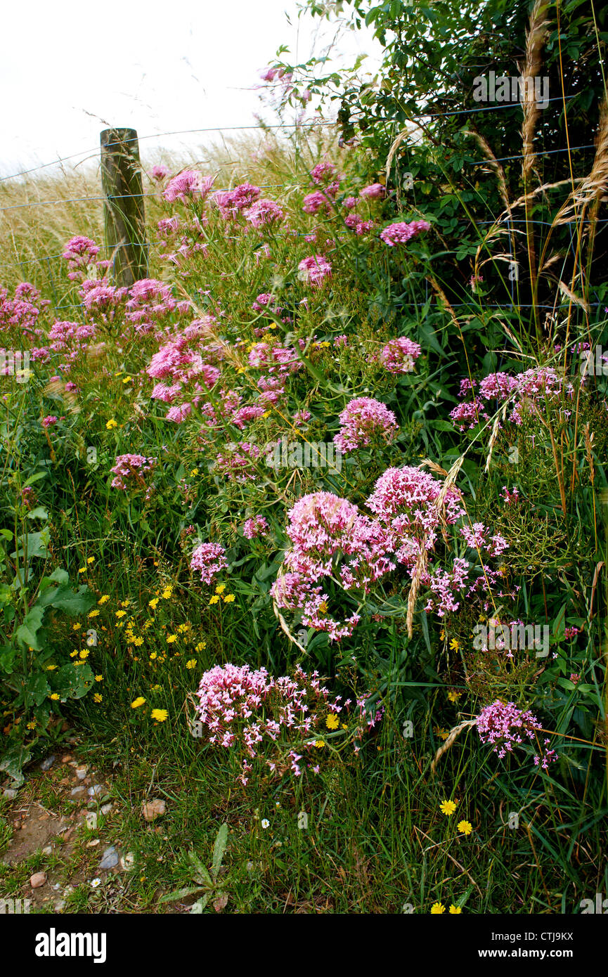 La valériane rouge Centranthus ruber by fence Banque D'Images