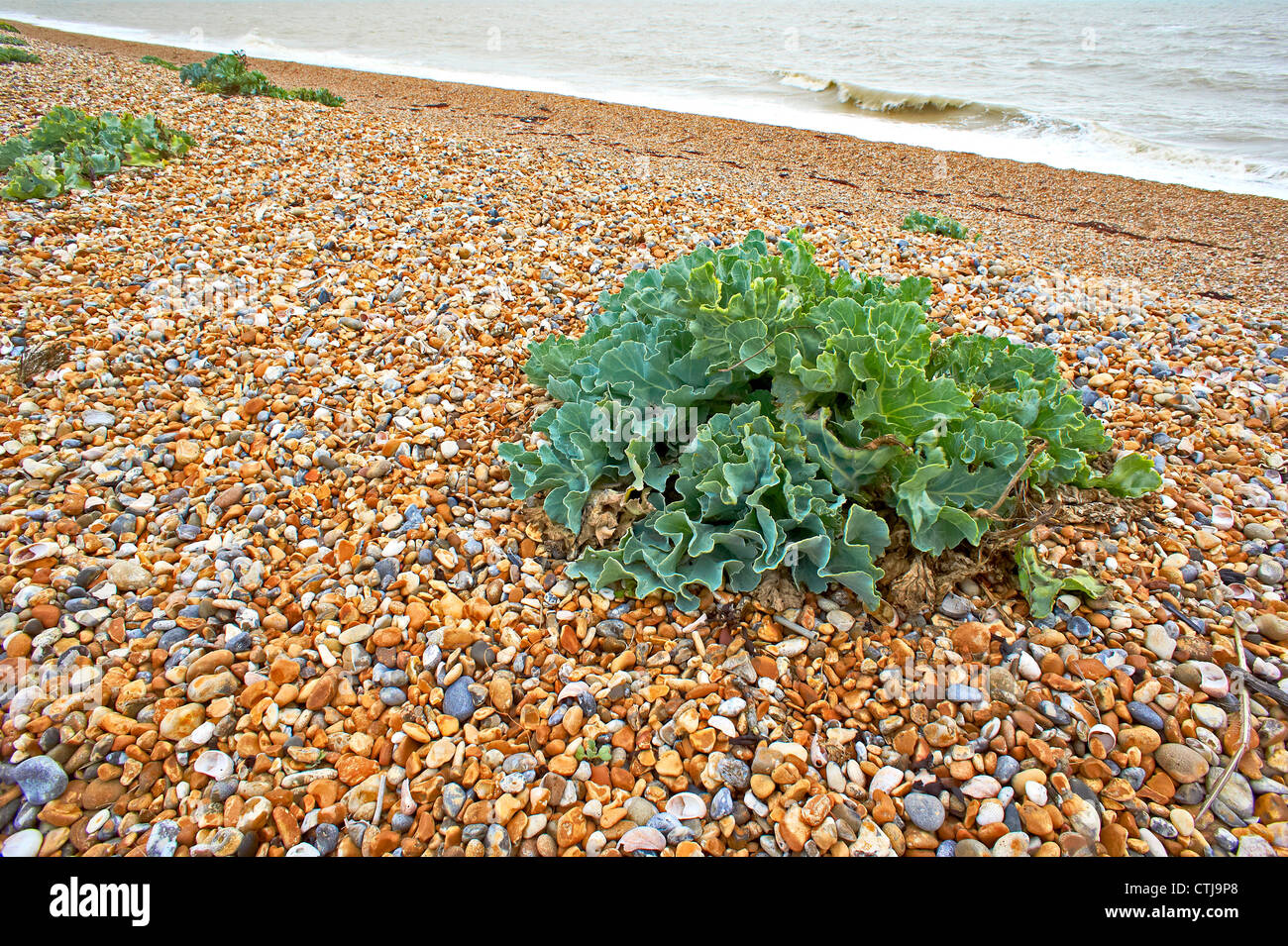 Maritime, mer kale Crambe Banque D'Images