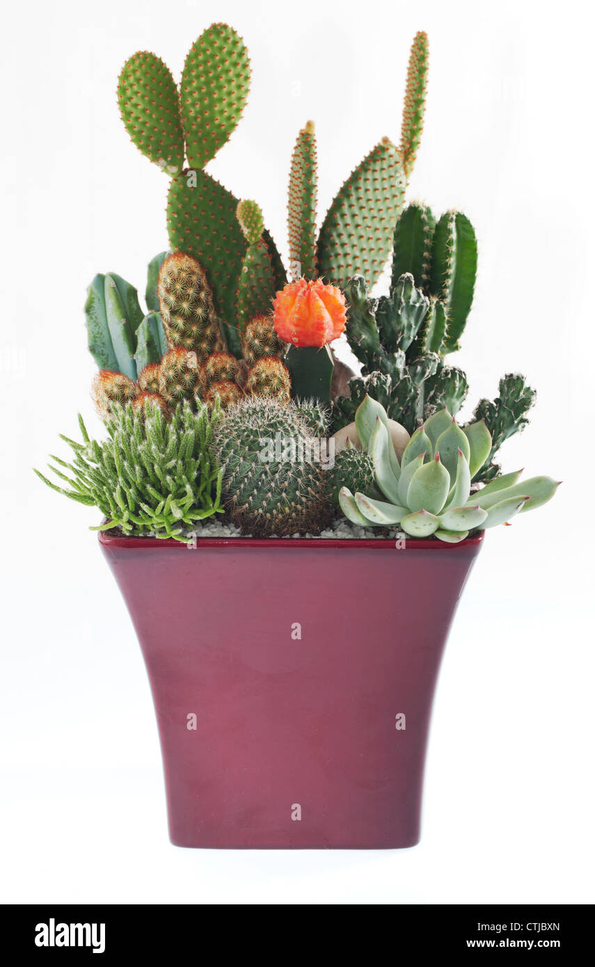 Cactus Plantes en pot Banque D'Images