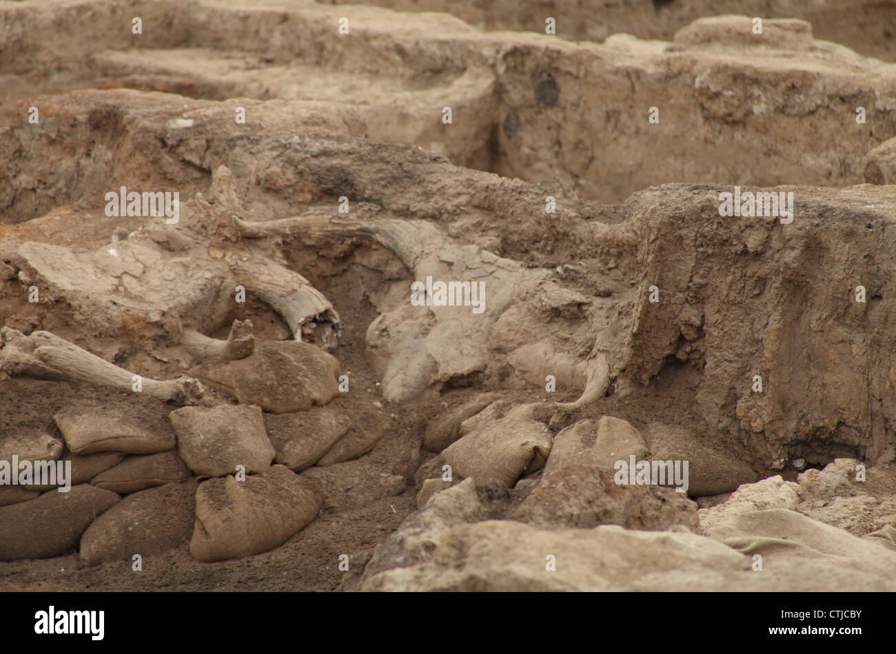 Crâne et cornes d'Aurochs in situ trouvés dans les murs entourant une sépulture dans la ville de monticule du début du Néolithique de Catalhoyuk, près de Konya, Turquie, datant de 9500 ans Banque D'Images