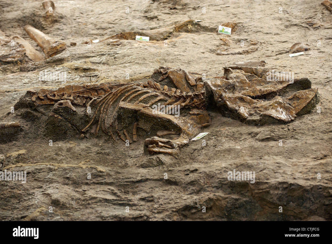 Restent d'une encore les dinosaures sans nom à Zhucheng, Shandong, Chine. 06-Jun-2012 Banque D'Images