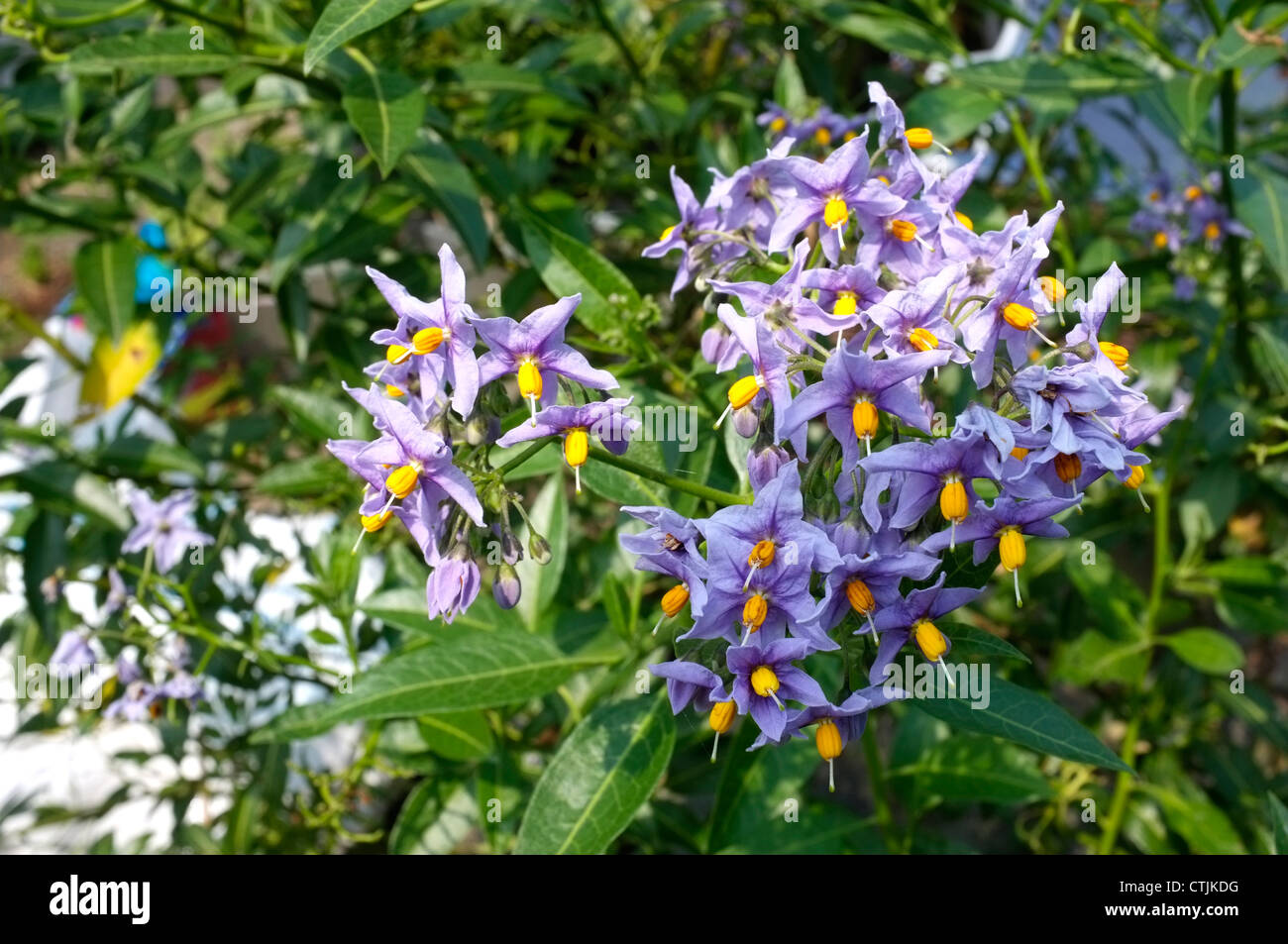 Plant de pomme de terre chilienne paperflower kent uk 2012 fleurs Banque D'Images