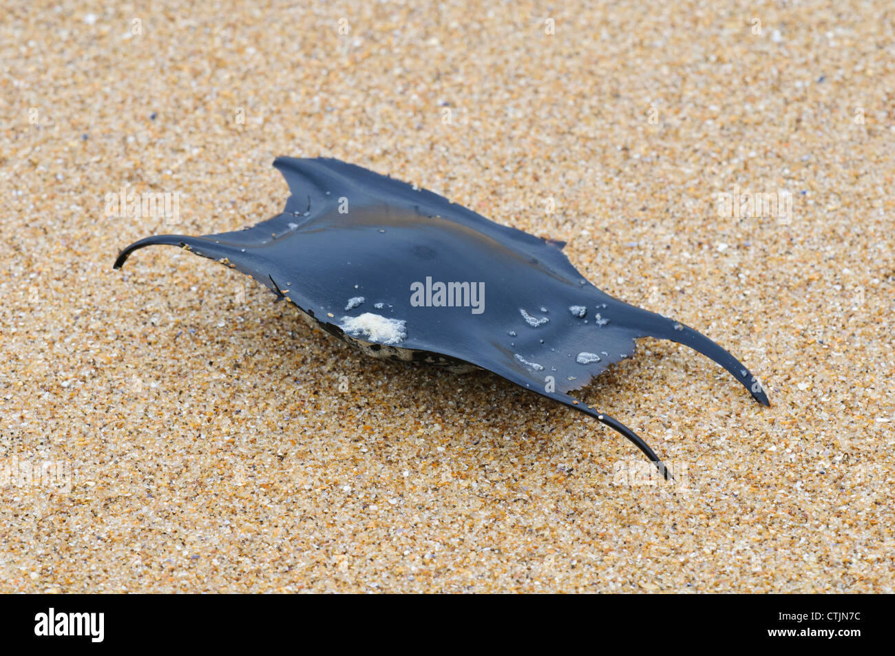Une sirène, le cas d'oeufs d'une ondulée ray (Raja undulata) laissé sur le sable par la marée à Joss Bay, Kent. Mars. Banque D'Images