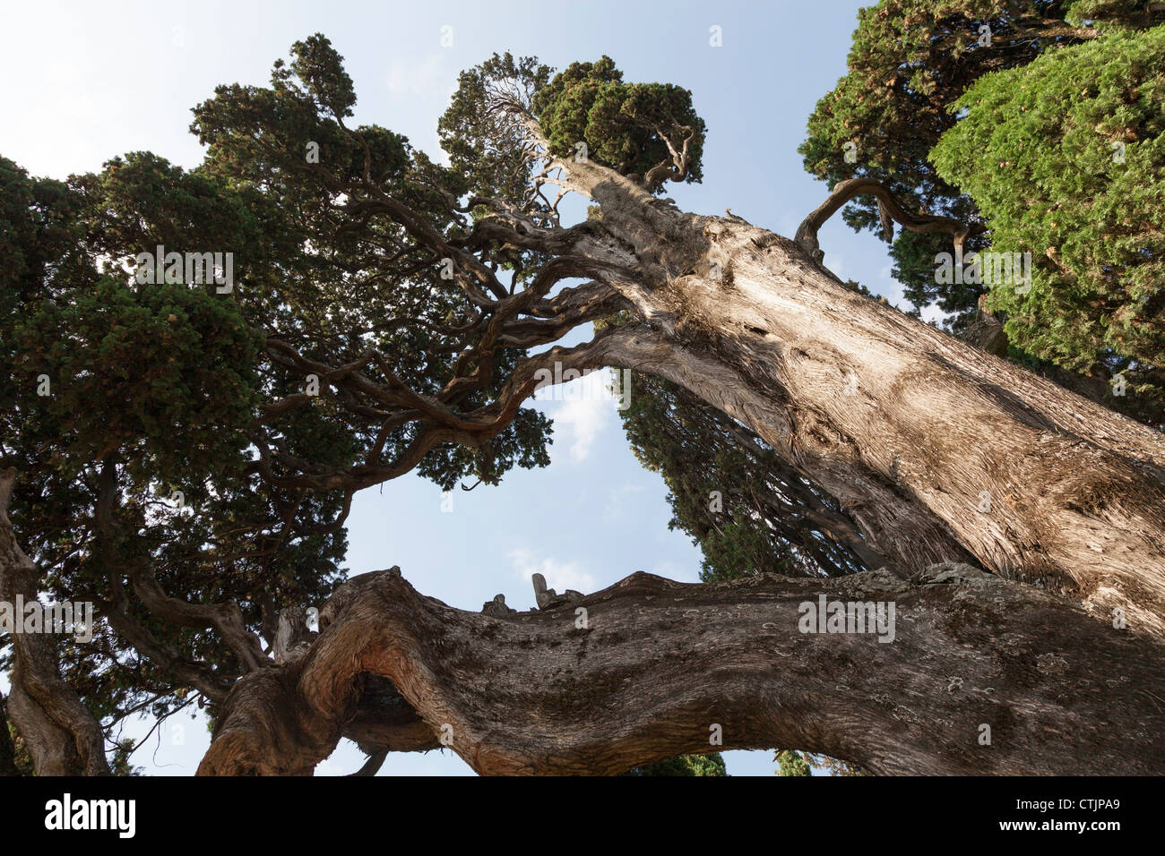 Old cypress tree Banque de photographies et d’images à haute résolution