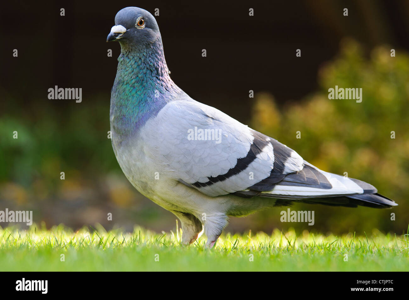 Un pigeon (Columba livia) perché sur une pelouse au Belvédère, Kent. Avril. Banque D'Images