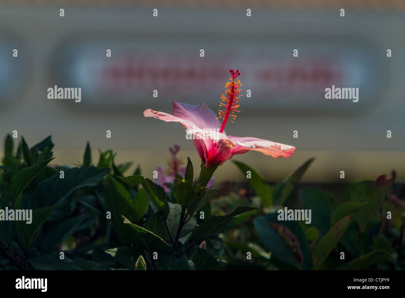 Une fleur d'hibiscus dans un centre commercial en Californie Santa Paula Banque D'Images