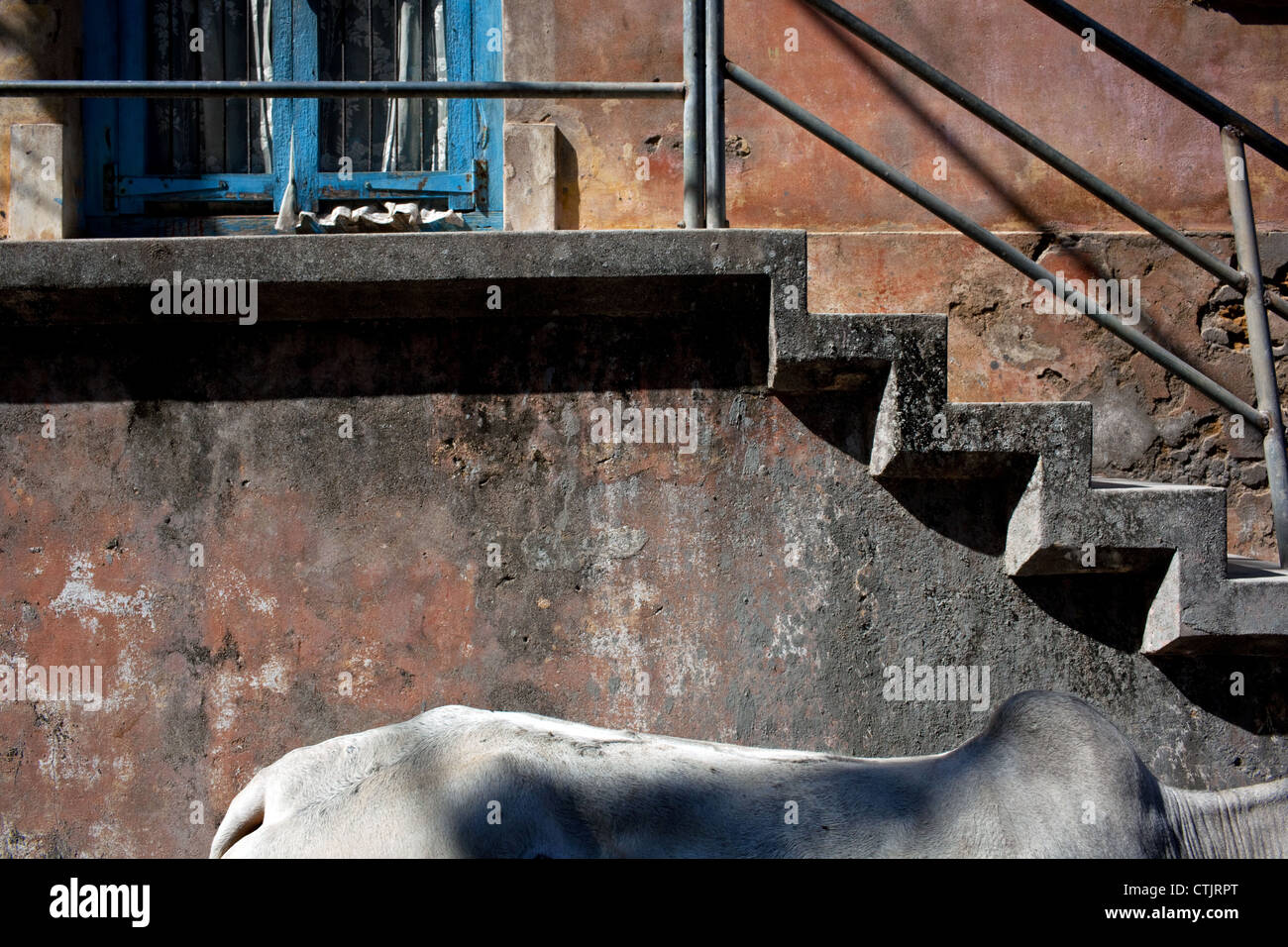 Une vache dans la vieille ville historique de Diu, Inde Banque D'Images