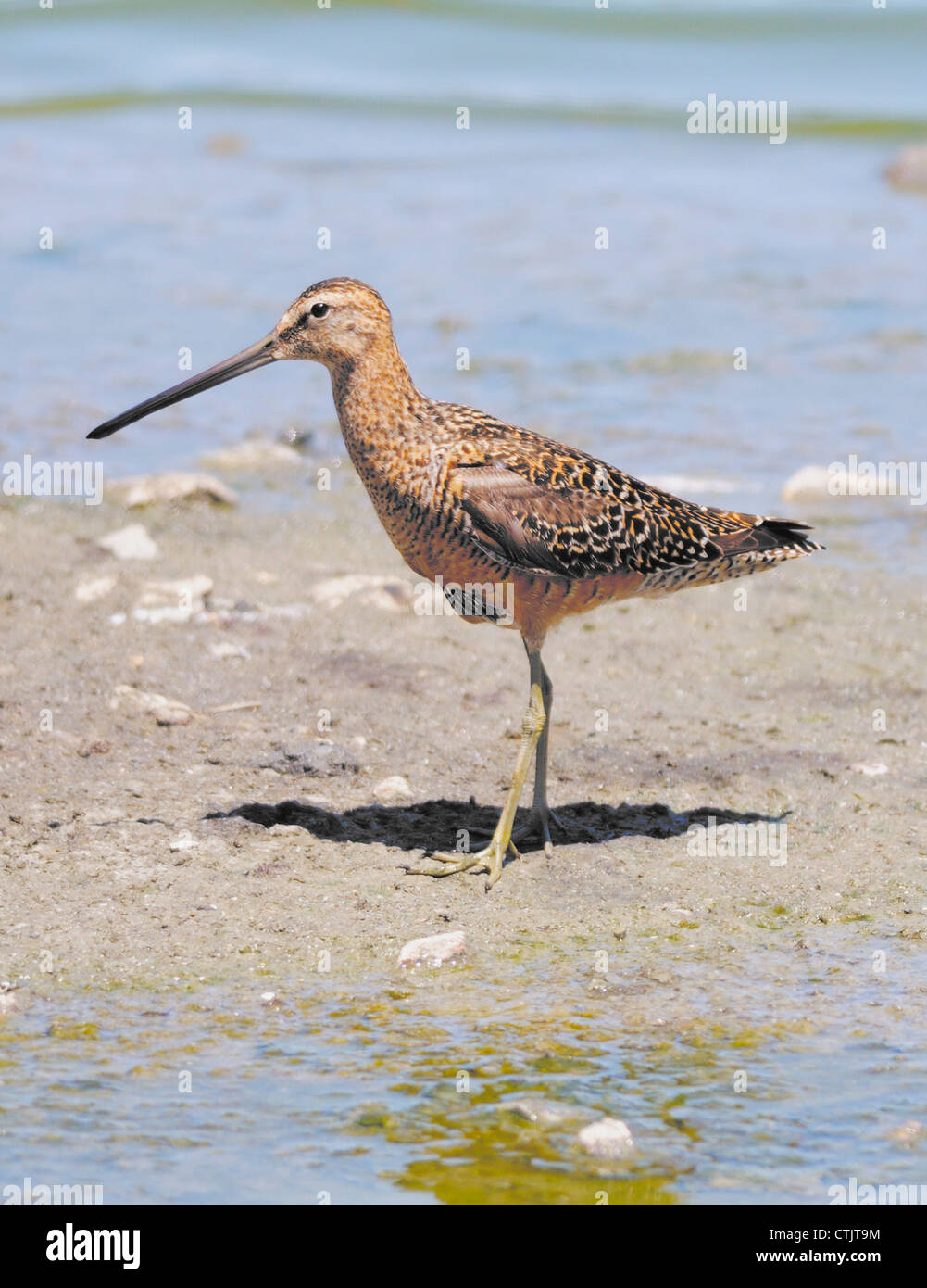 Un oiseau de Courlis à long bec (Numenius americanus) vu ici debout sur la rive. Banque D'Images