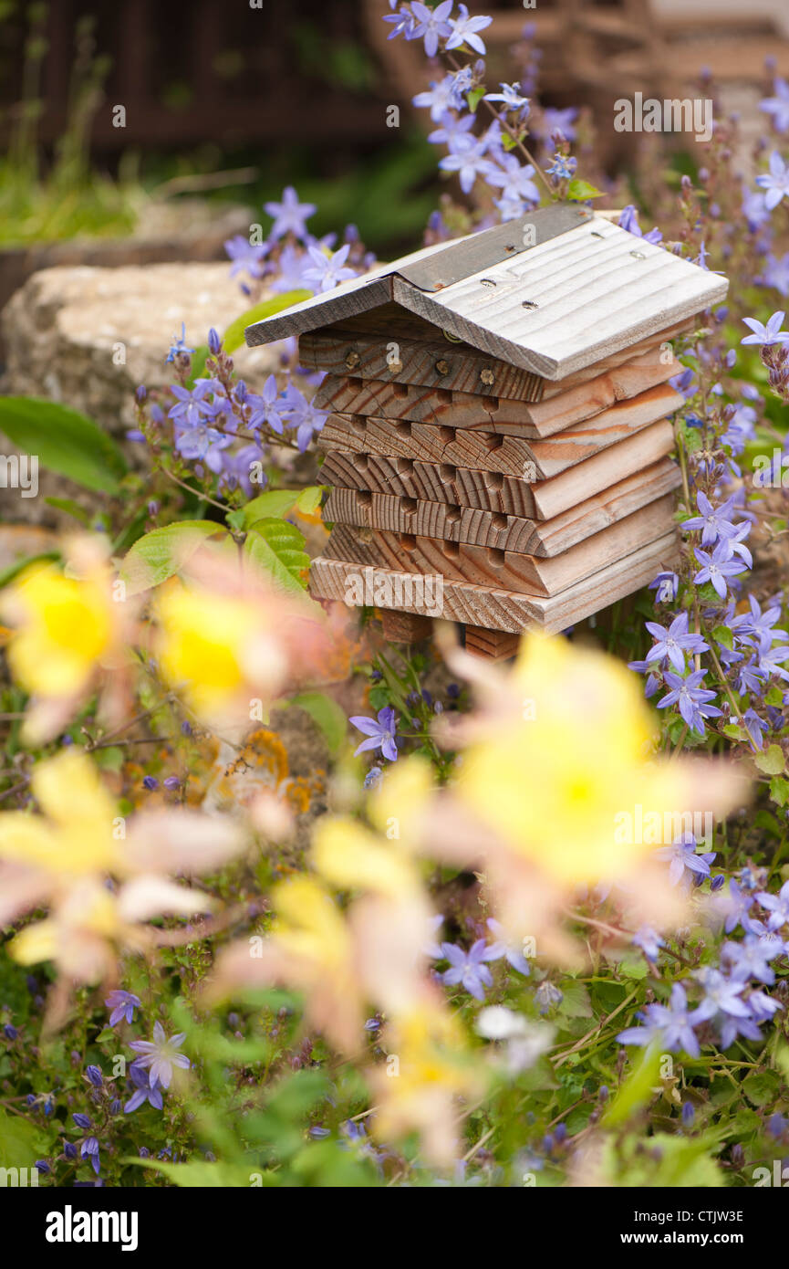 Insect house entouré de Campanula poscharskyana campanule de fuite, Banque D'Images