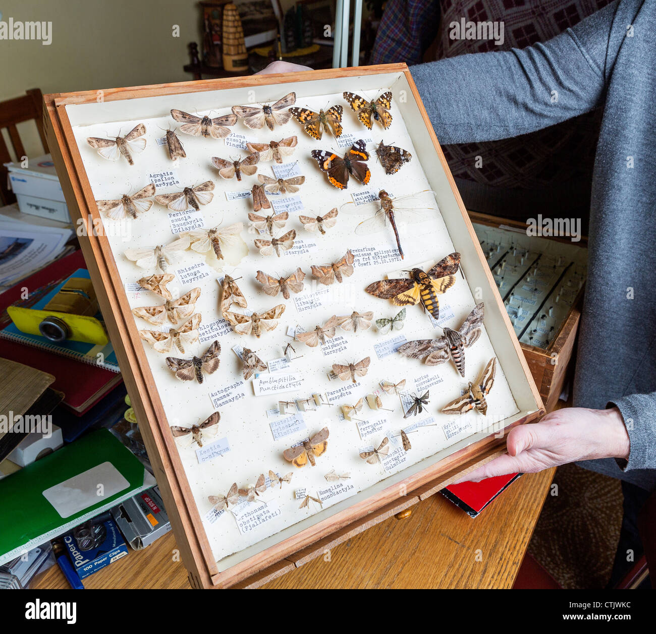 La collection d'insectes encadrés, l'Islande Banque D'Images