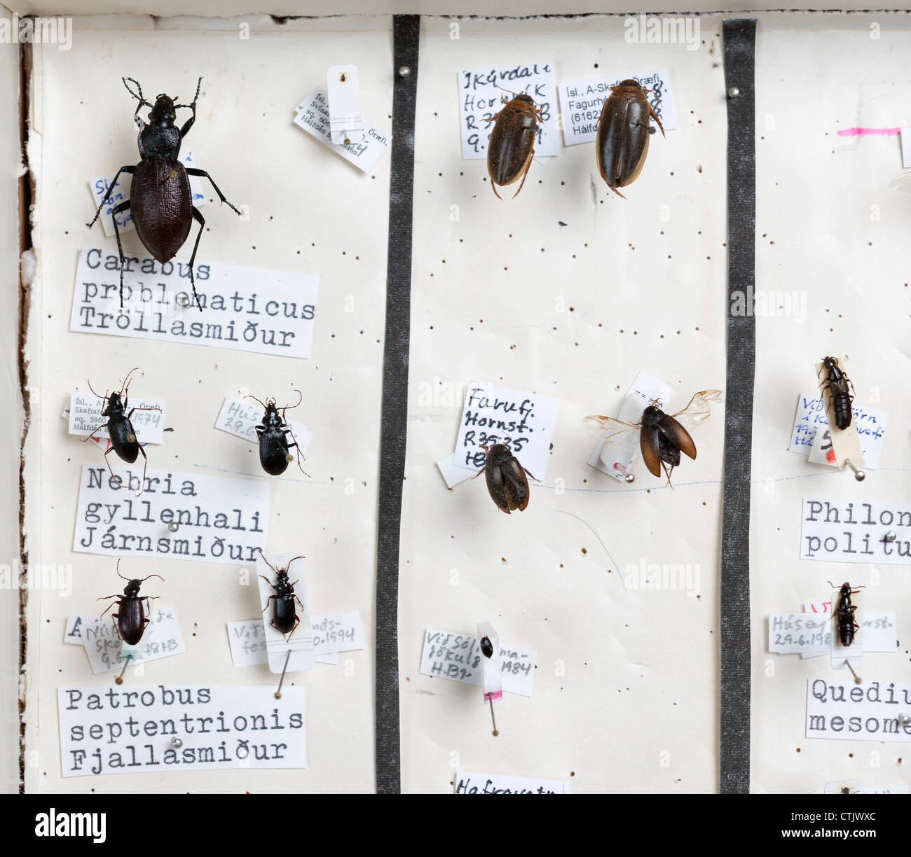 La collection d'insectes encadrés, l'Islande Banque D'Images