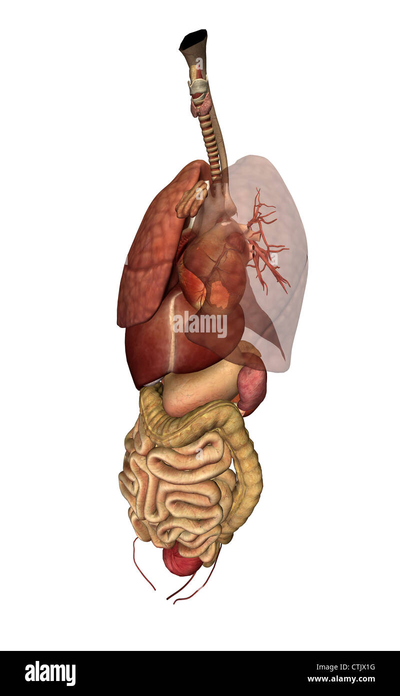 L'anatomie des organes (poumons, cœur, foie, digestion) Banque D'Images