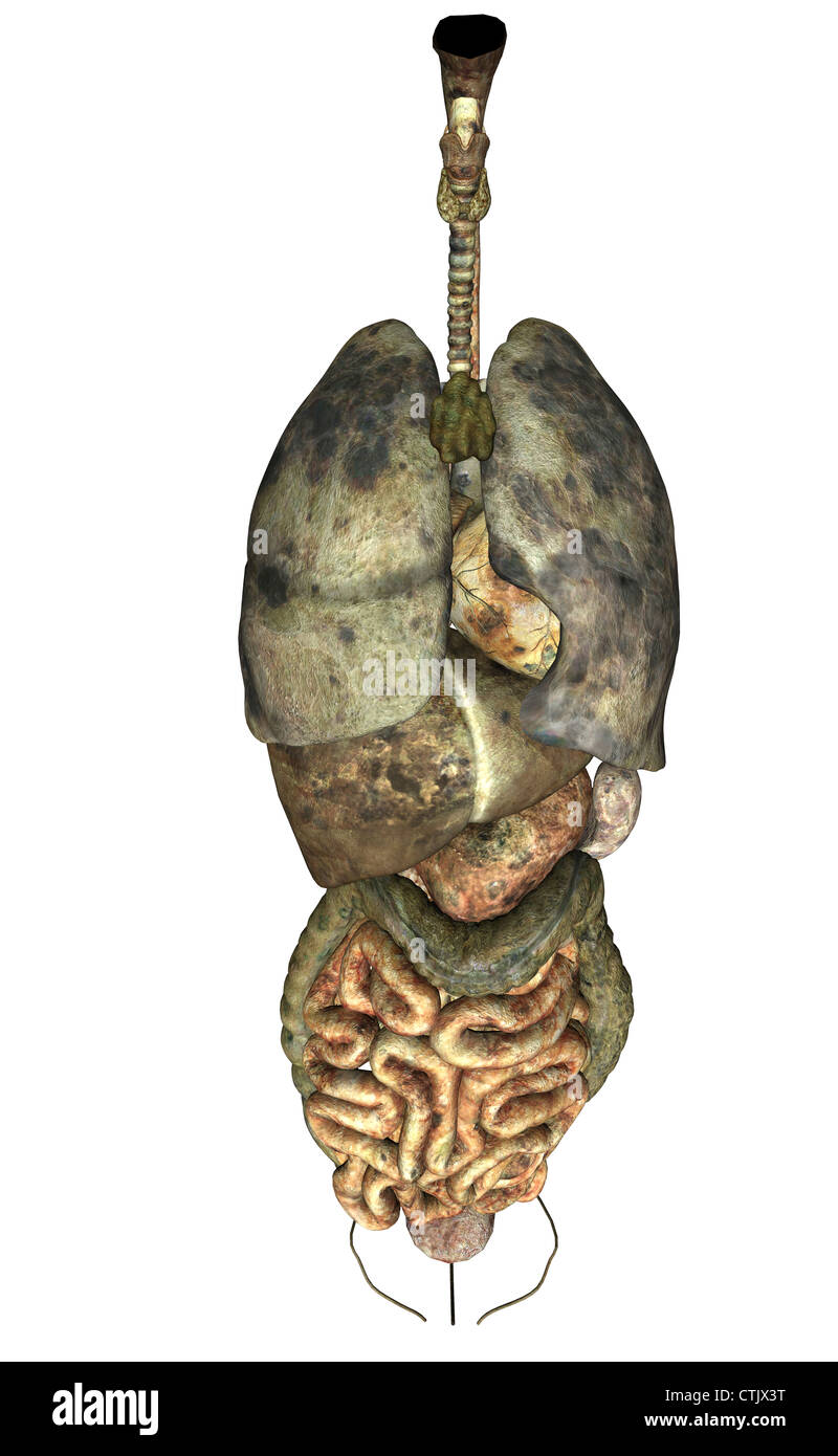 L'anatomie des organes (poumons, cœur, foie, digestion), pourri, malsain Banque D'Images