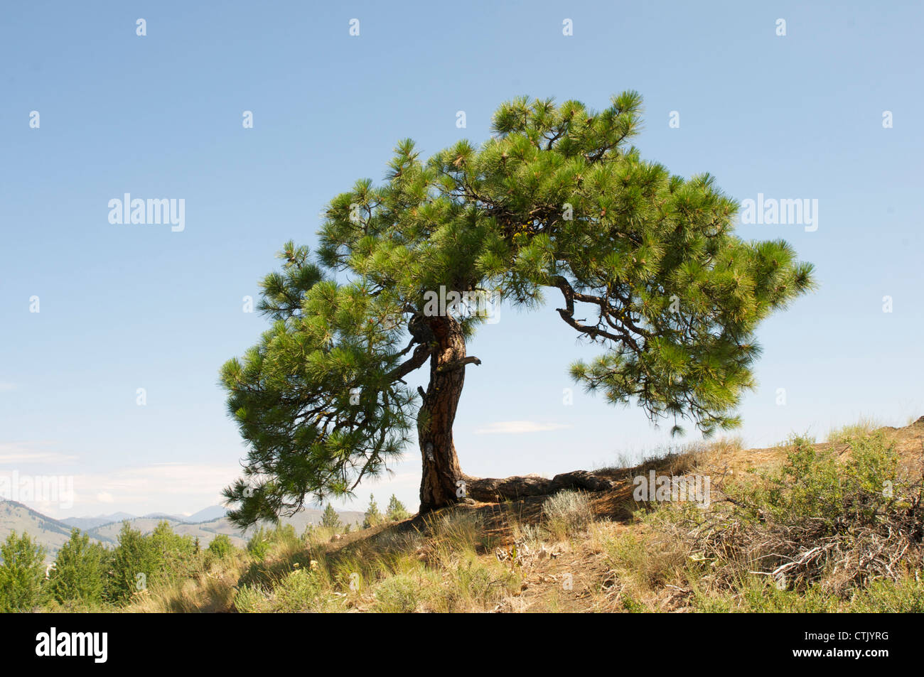 Seul l’arbre d’ombrage Banque D'Images