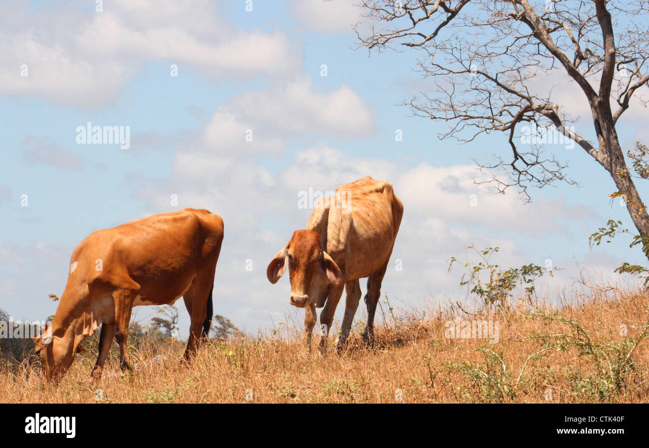 Vaches qui paissent sur colline à San Juan Del Sur, Nicaragua Banque D'Images