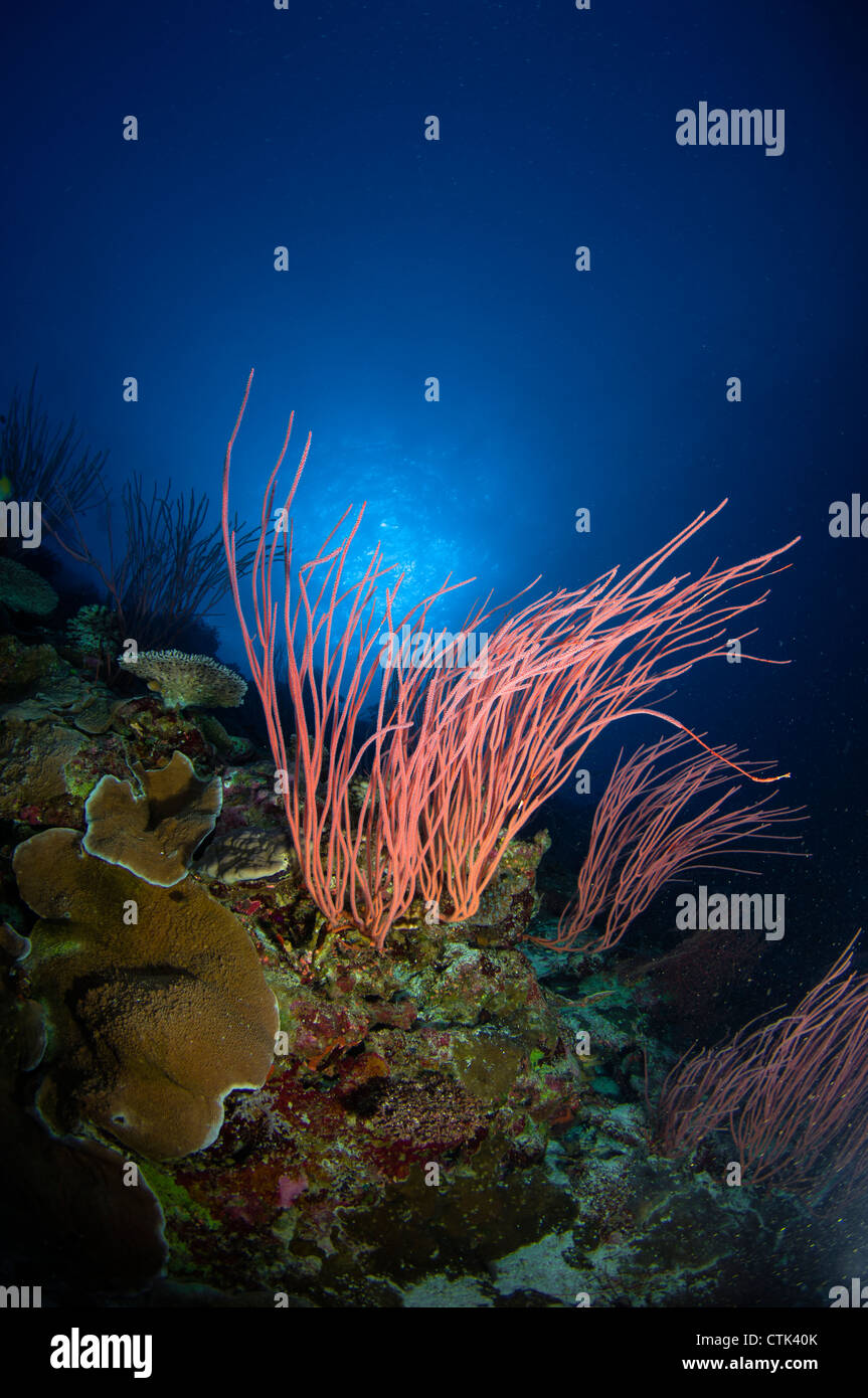 Fouets et la mer de corail. L'Australie Banque D'Images