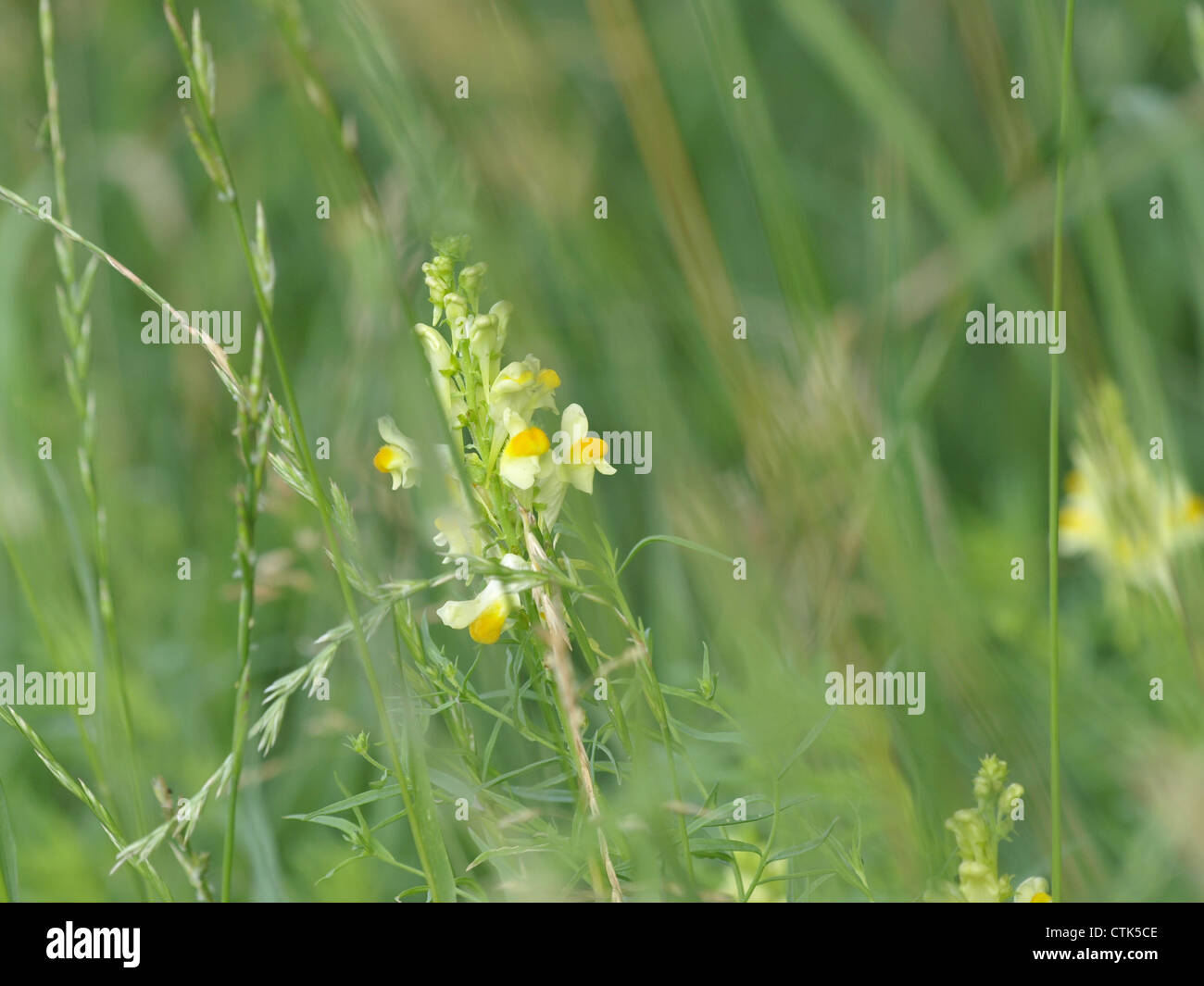 Linaire vulgaire, la linaire jaune, beurre et oeufs / Linaria vulgaris / Echtes Leinkraut Banque D'Images