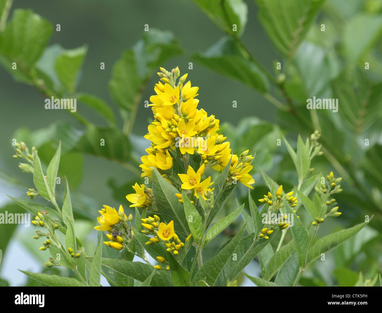 Jardin Salicaire / Lysimachia vulgaris / Gewöhnlicher Gilbweiderich Banque D'Images