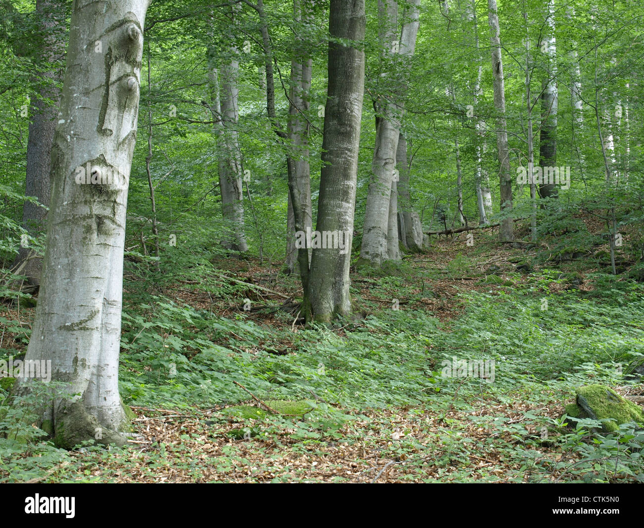 Les hêtres / Fagus / Buchen Banque D'Images