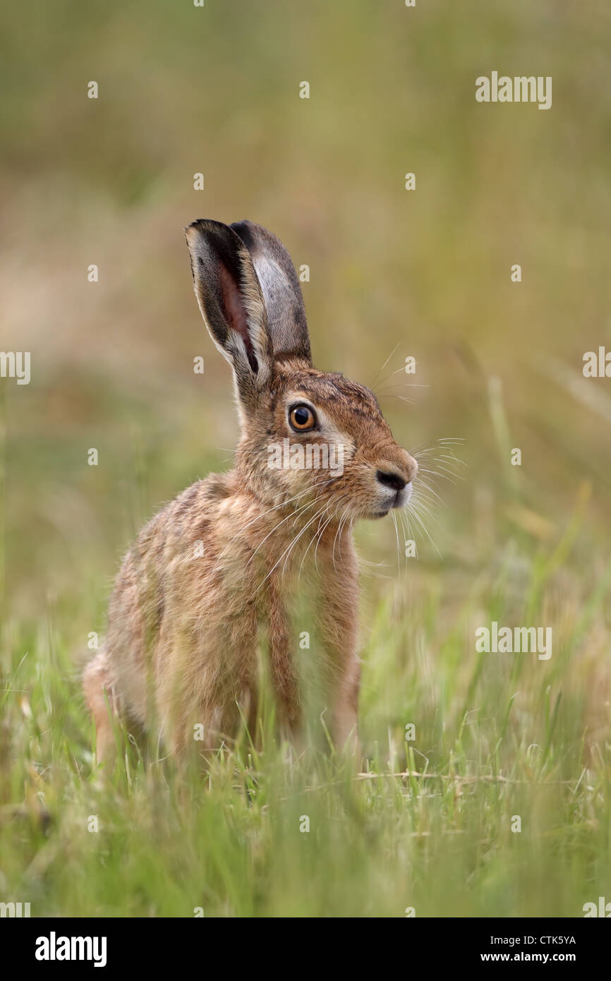 Lièvre brun (Lepus europaeus) Banque D'Images