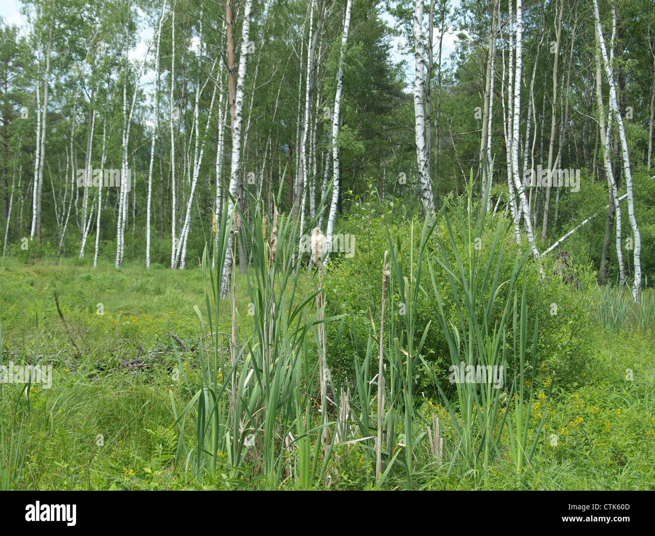 Bois et prairie dans l'Arrach haute lande / Wald und Wiese im Hochmoor Arracher Banque D'Images