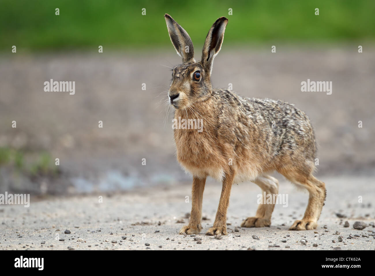 Lièvre brun (Lepus europaeus) Banque D'Images