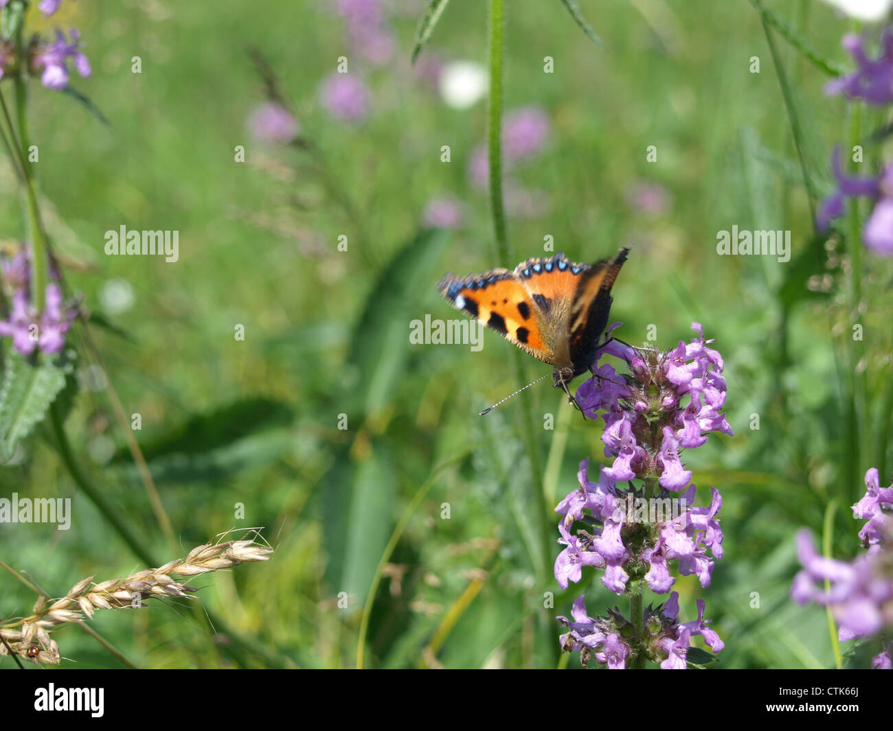 Petite écaille, papillon / Aglais urticae / Kleiner Fuchs Banque D'Images