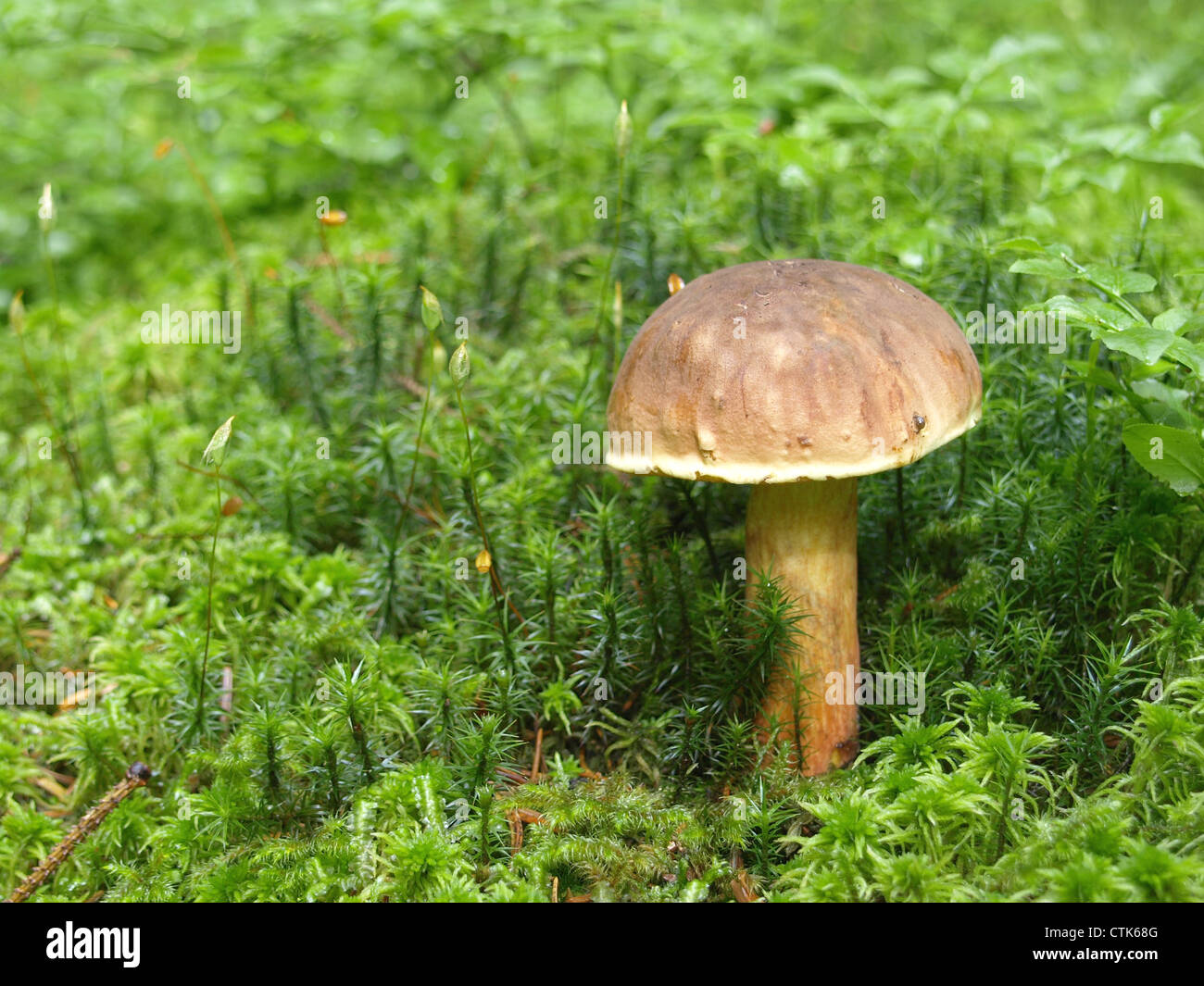 / Boletus badius bolets Bay / Maronenröhrling woodground / champignons sur Banque D'Images