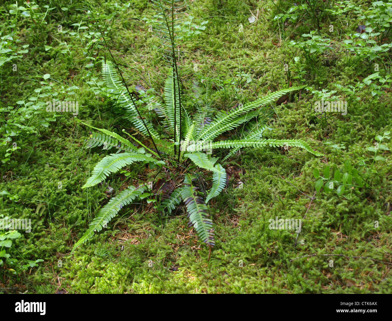 / Blechnum Blechnum spicant / Rippenfarn Banque D'Images