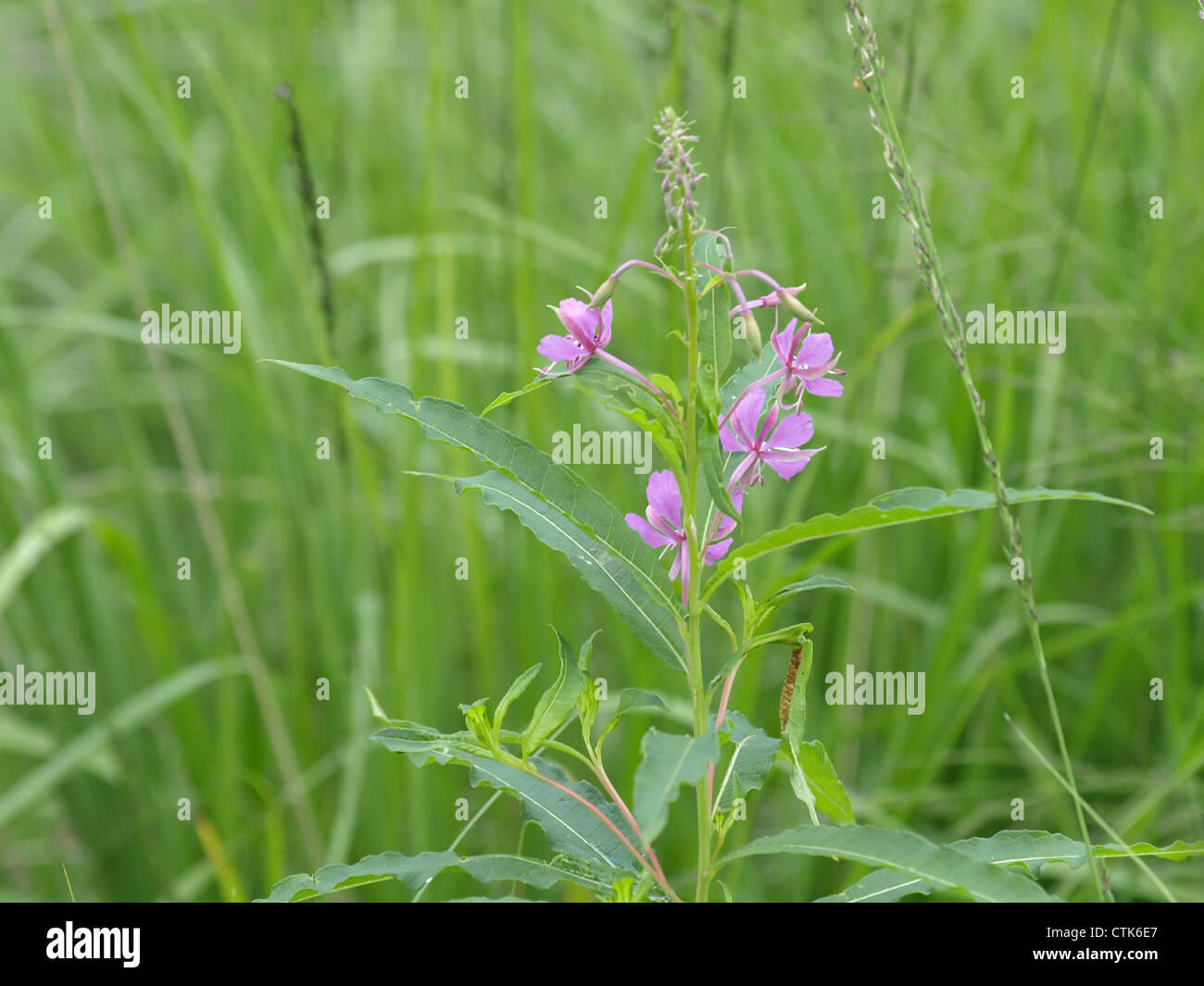 L'épilobe, Grand Willow-herb, Rosebay Willowherb / Chamerion augustifolium / Schmalblättriges Weidenröschen Banque D'Images