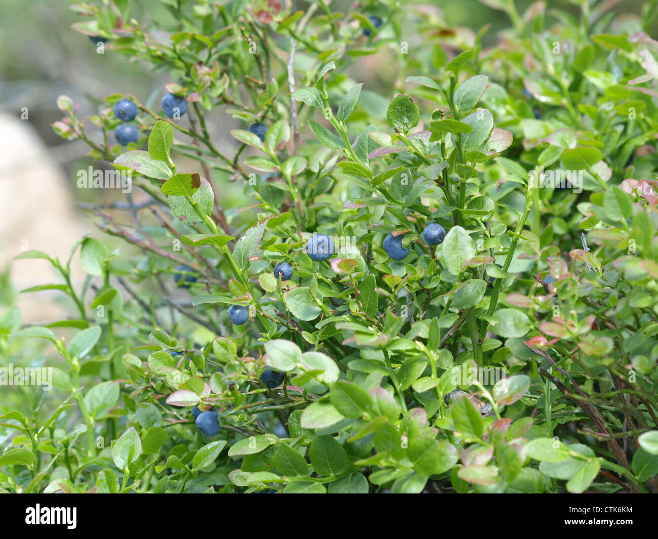 Bois mûres bleuets à une MYRTILLE Vaccinium myrtillus / arbustes / Wald-Heidelbeeren Heidelbeerstrauch reife am Banque D'Images