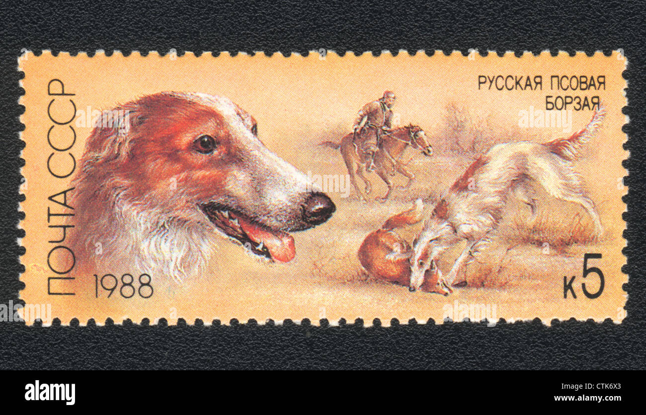 Urss - circa 1988 : timbre imprimé en URSS montre Fédération Barzoï, série les chiens de chasse, vers 1988 Banque D'Images