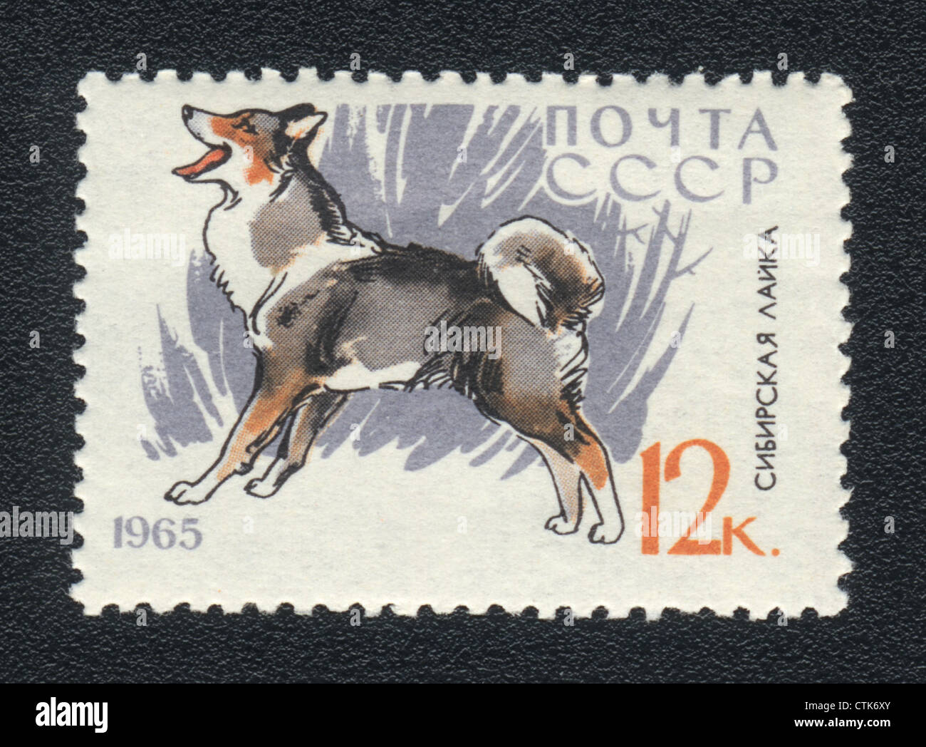 Urss - VERS 1965 : un timbre imprimé en URSS montre chien sibérien , series races de chiens, vers 1965 Banque D'Images