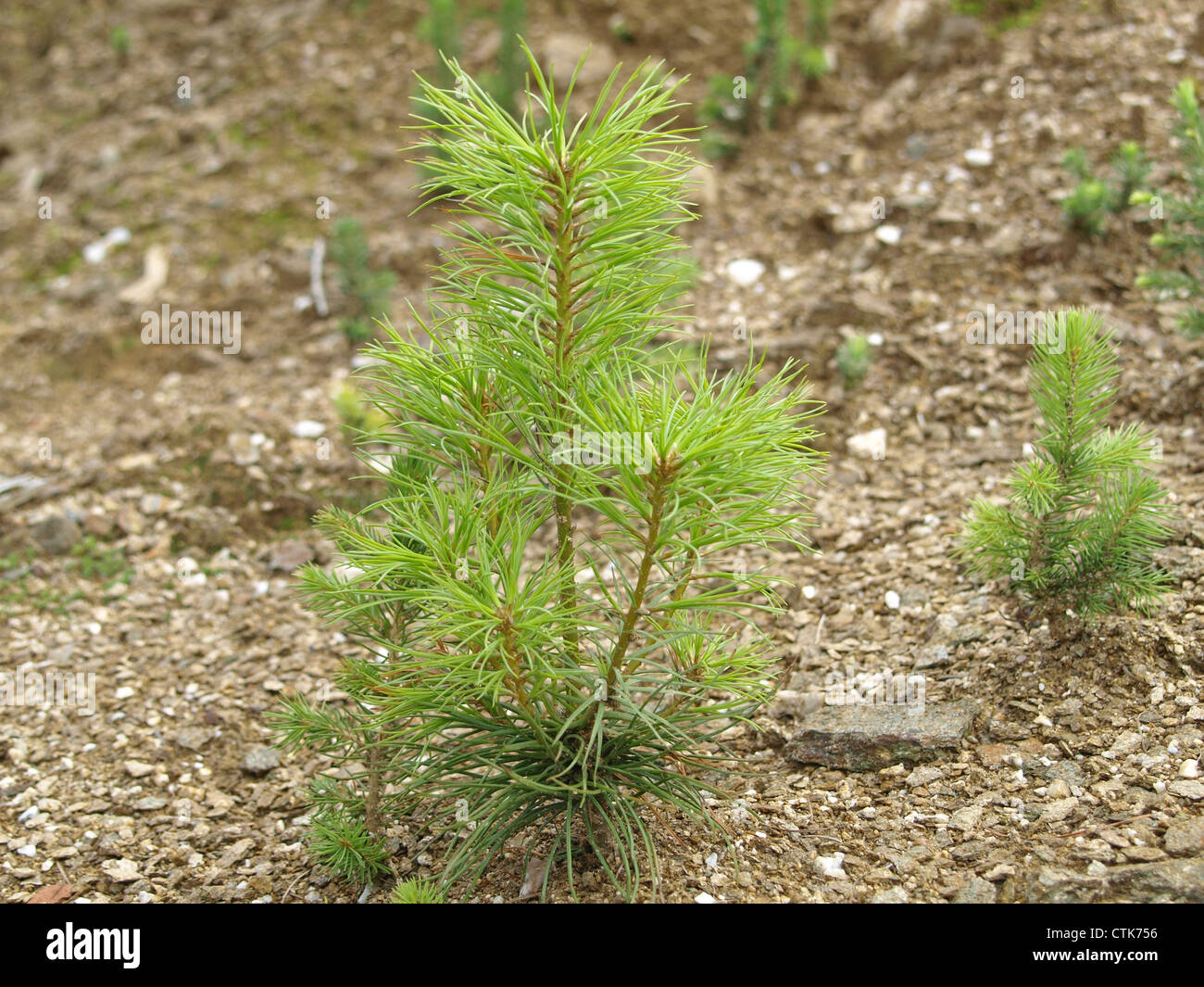 Les jeunes / pin Pinus / junge Kiefer Banque D'Images