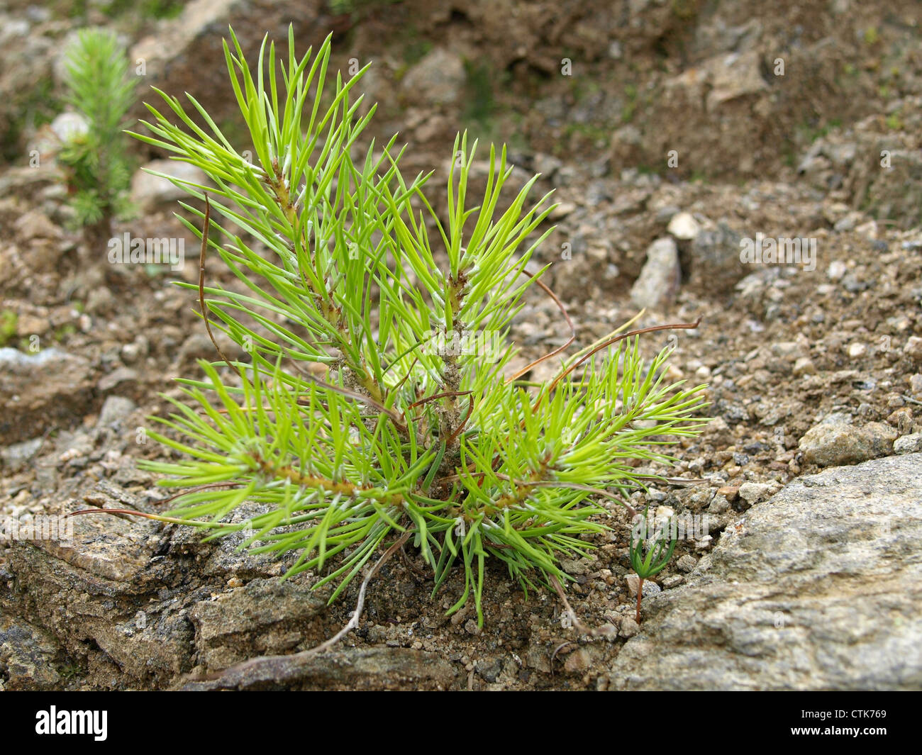 Les jeunes / pin Pinus / junge Kiefer Banque D'Images