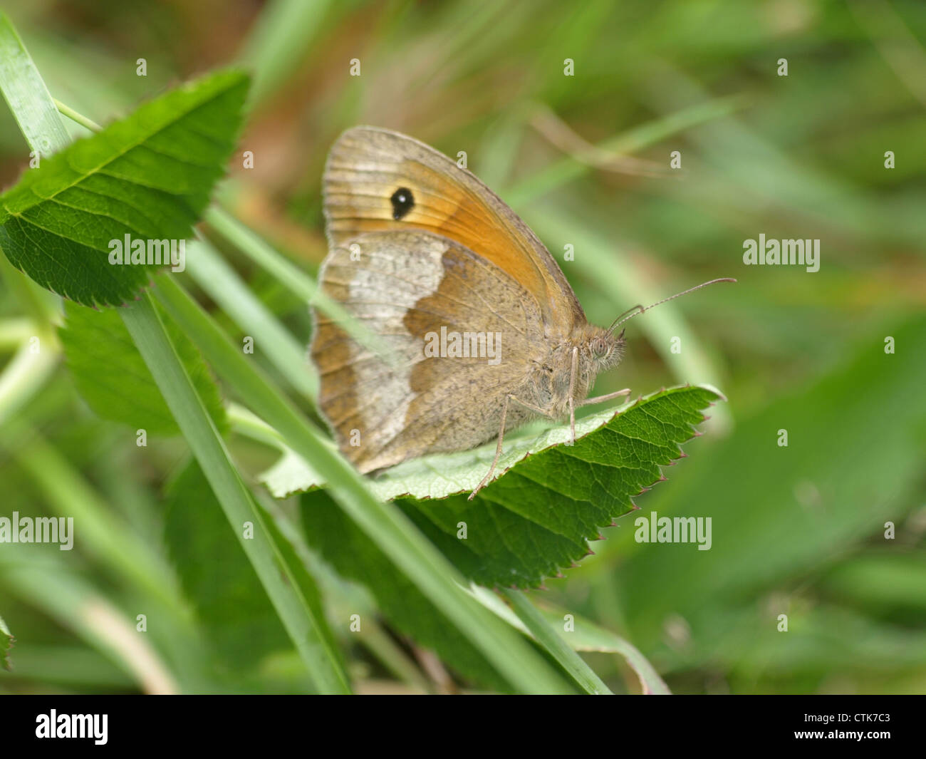 Maniola jurtina Meadow Brown / / Großes Ochsenauge Banque D'Images