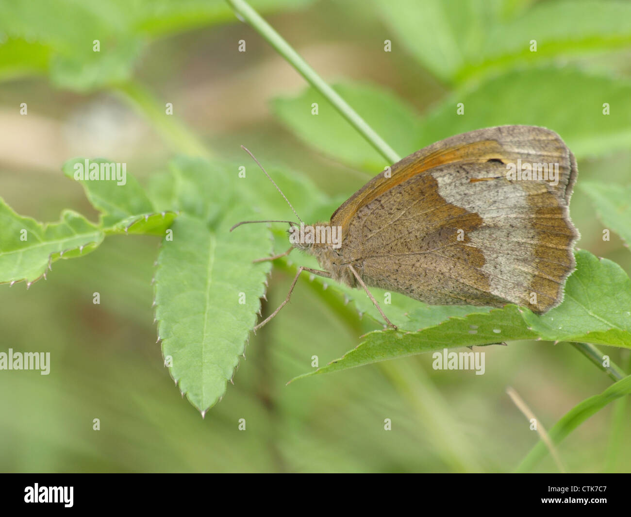 Maniola jurtina Meadow Brown / / Großes Ochsenauge Banque D'Images