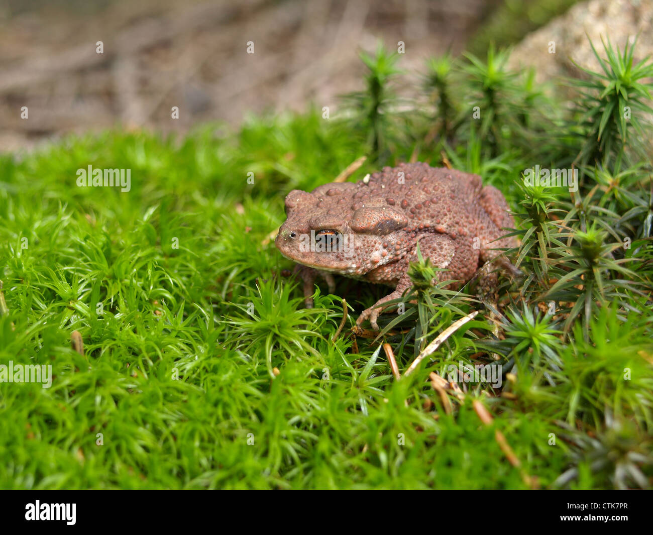 Crapaud commun, Bufo bufo / crapaud-Komplex / Erdkröte Banque D'Images