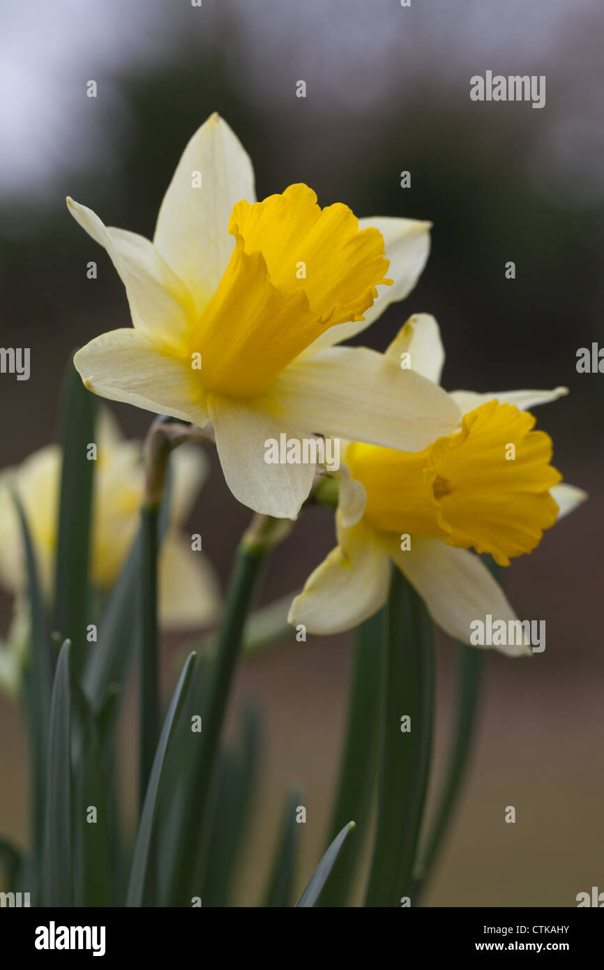 Jonquille (Narcissus pseudonarcissus). Tête de fleur. Forme sauvage. Le Norfolk. Banque D'Images