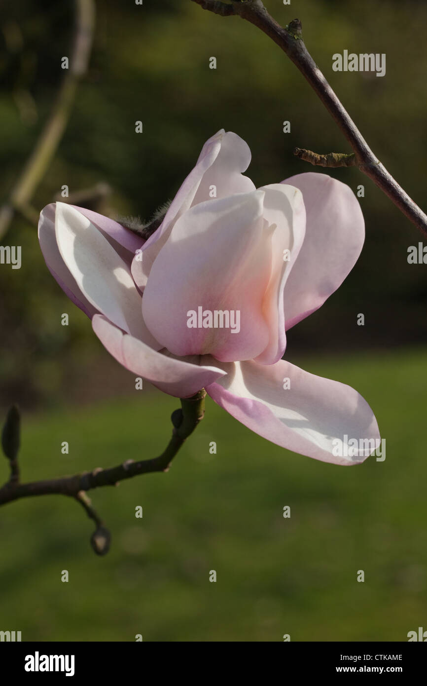 Fleur de Magnolia. (Magnolia soulangeana). Banque D'Images