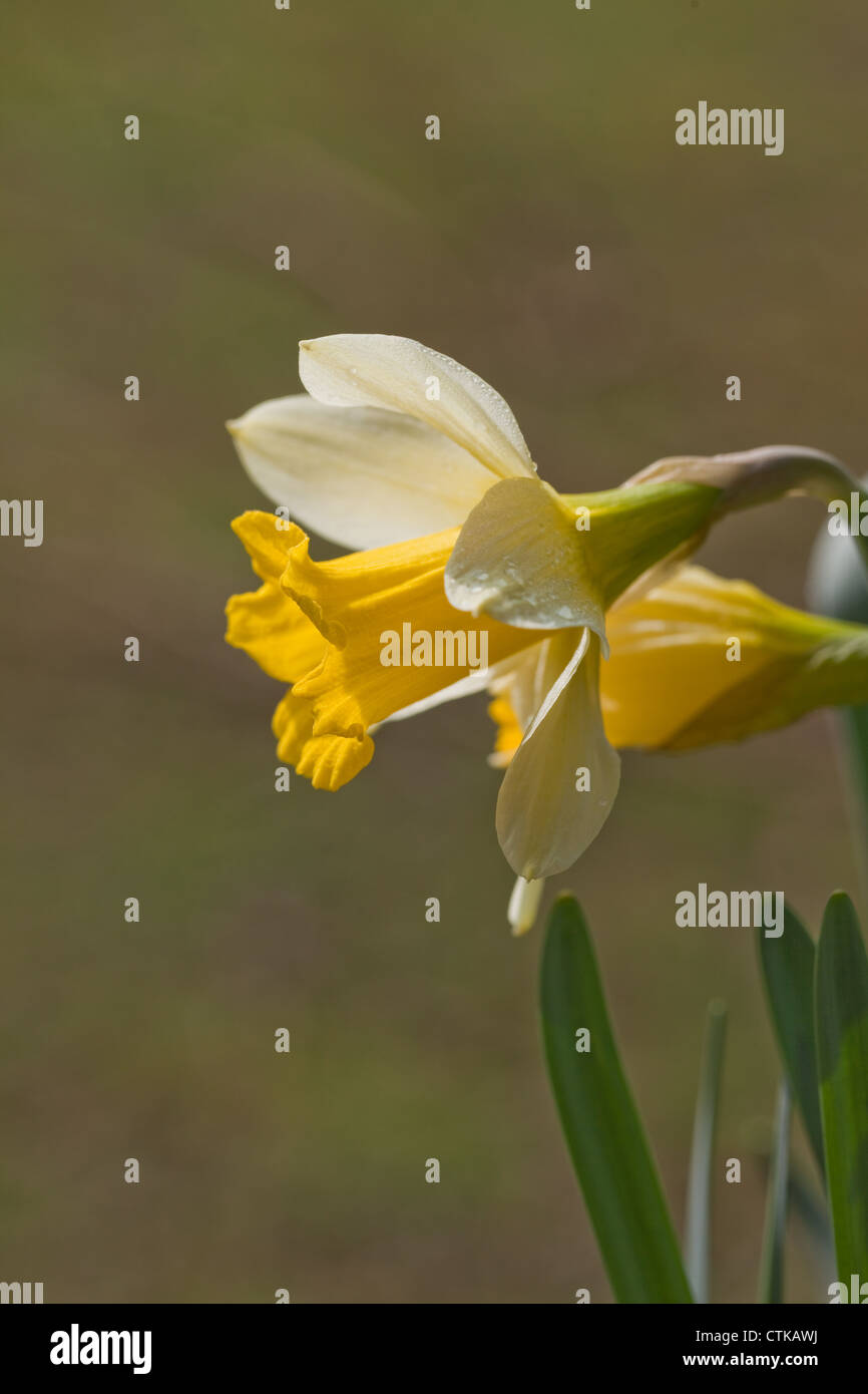 Jonquille (Narcissus pseudonarcissus). Tête de fleur. Forme sauvage. Le Norfolk. Banque D'Images