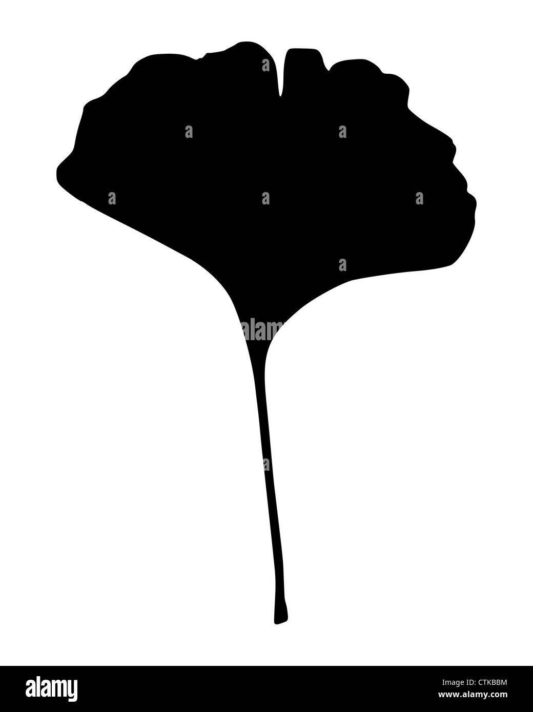 Feuille de Ginkgo Banque D'Images