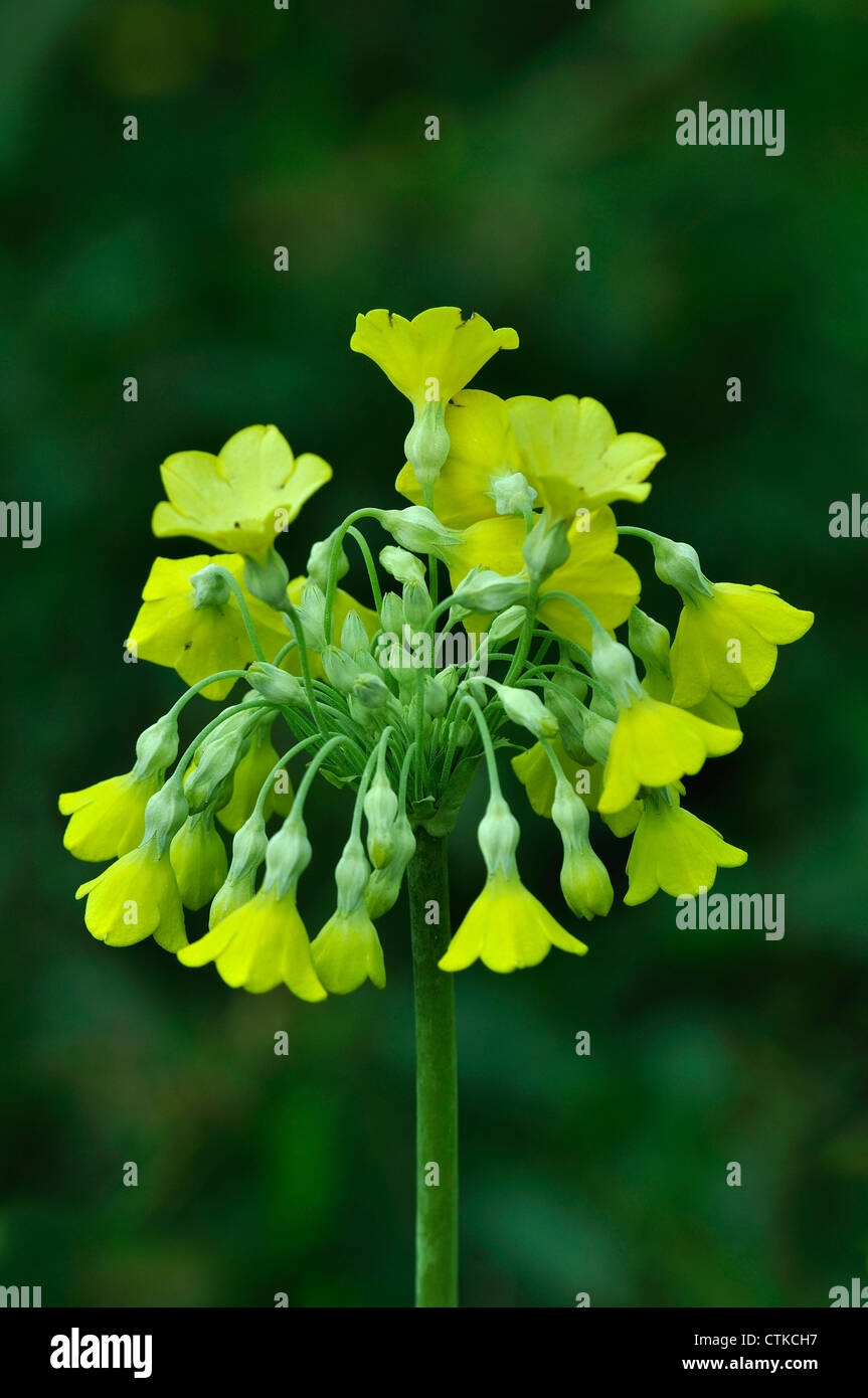 Primula florindae , une plante vivace plante de tourbière UK Banque D'Images